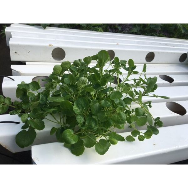 Cresson d'Eau Vivant Mont Vert (Le) Aliments du Québec